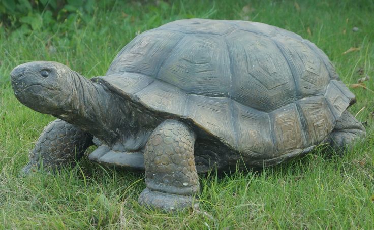 a large turtle is walking through the grass