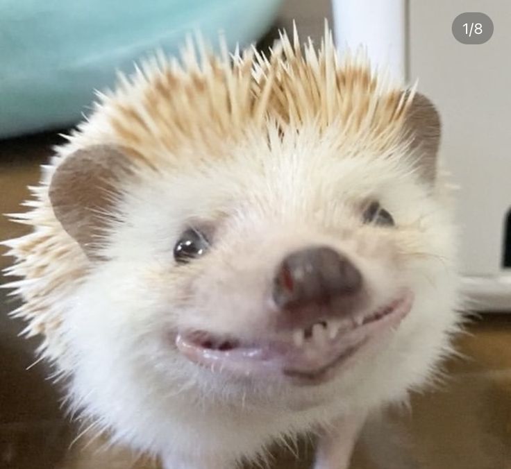 a small hedgehog is smiling at the camera