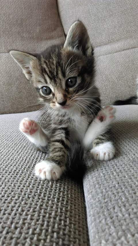 a small kitten sitting on top of a couch