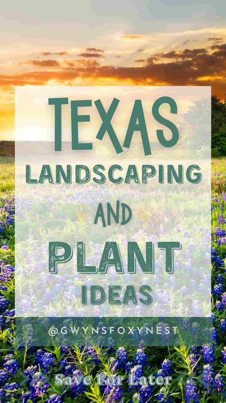 Landscaping Ideas for Texas home Texas Flowers Garden Ideas, Flower Mound Texas, Central Texas Landscaping Front Yards, Landscape Ideas Texas, Native Texas Plants Landscaping, Texas Garden Ideas Landscape Design, South Texas Landscaping Ideas, Texas Backyard Landscaping, Texas Landscaping Ideas