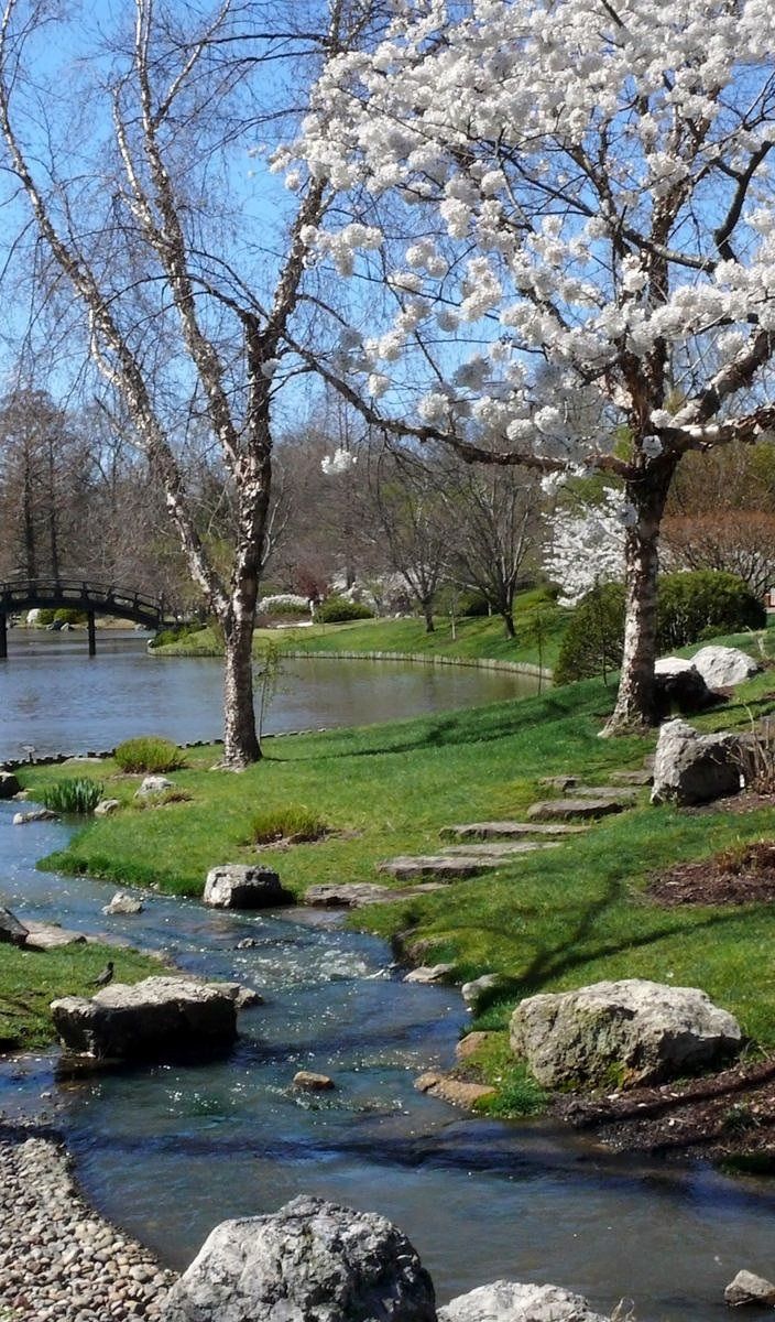 a small stream running through a lush green park next to trees with white flowers on them