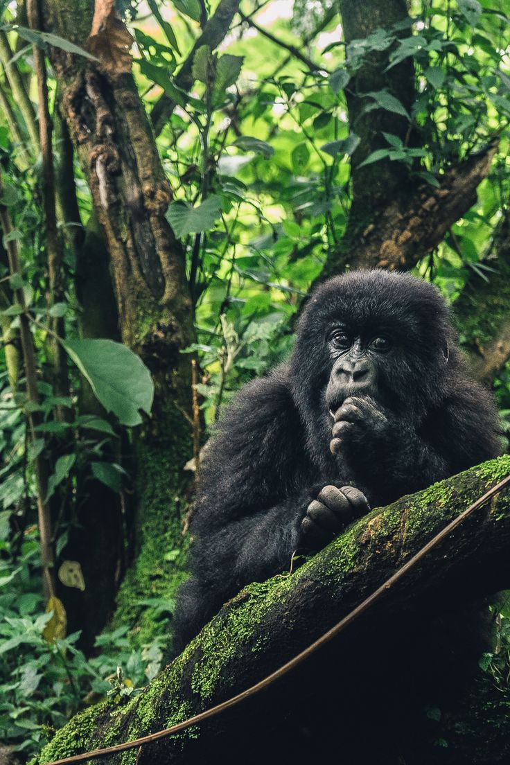 Rwanda Safari tours Rwanda Travel, Rwanda Africa, Uganda Travel, Africa Adventure, Gorilla Trekking, Best Trip, Mountain Gorilla, Great Ape, Volcano National Park