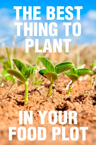 the best thing to plant in your food plot