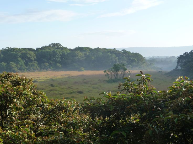 an open field with trees in the background