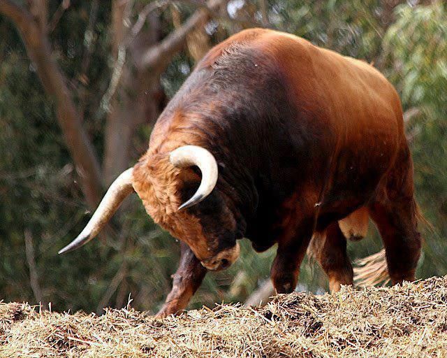 an animal that is standing in the grass with long horns on it's head