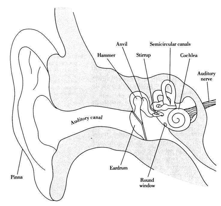 diagram of the human ear and its parts