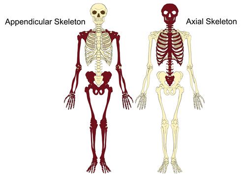 the skeletal skeleton is shown in three different colors