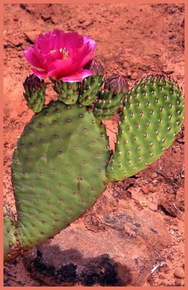 a pink flower sitting on top of a green cactus