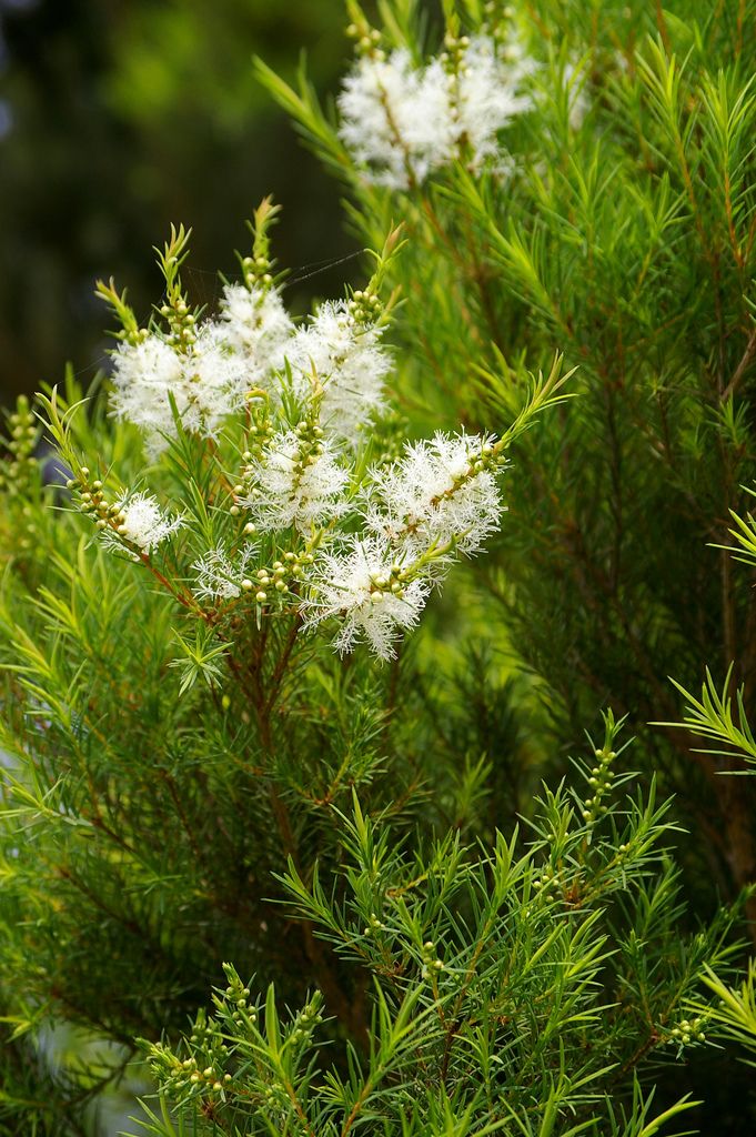 some white flowers and green leaves on a tree