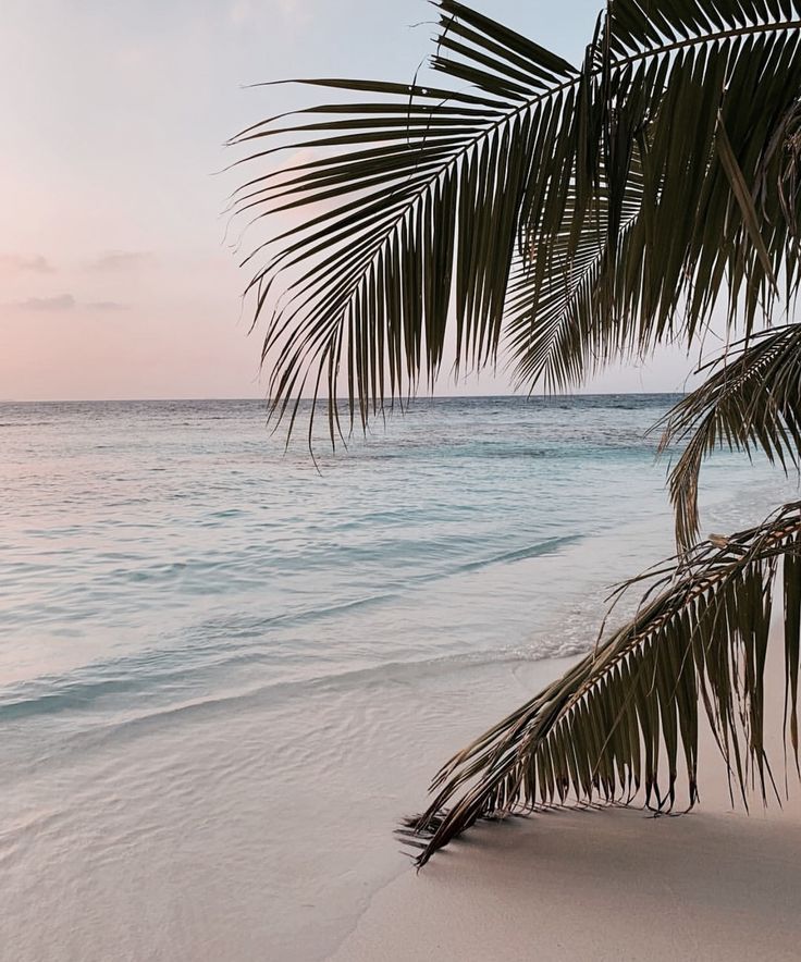 a palm tree on the beach at sunset