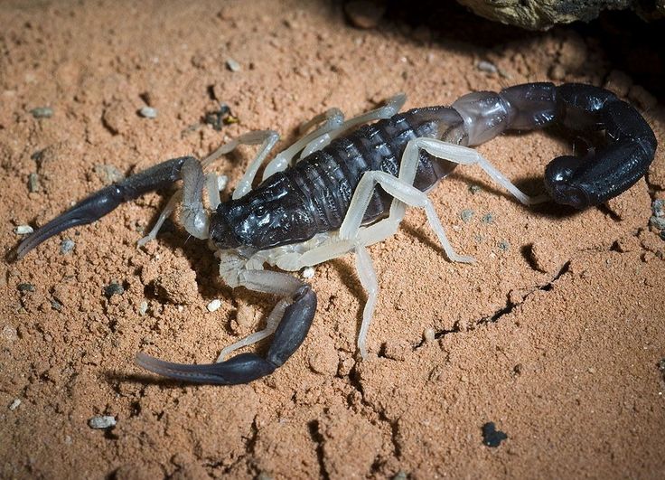 a scorpion is sitting on the ground in dirt