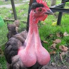 a close up of a turkey near a fence and grass area with other chickens in the background