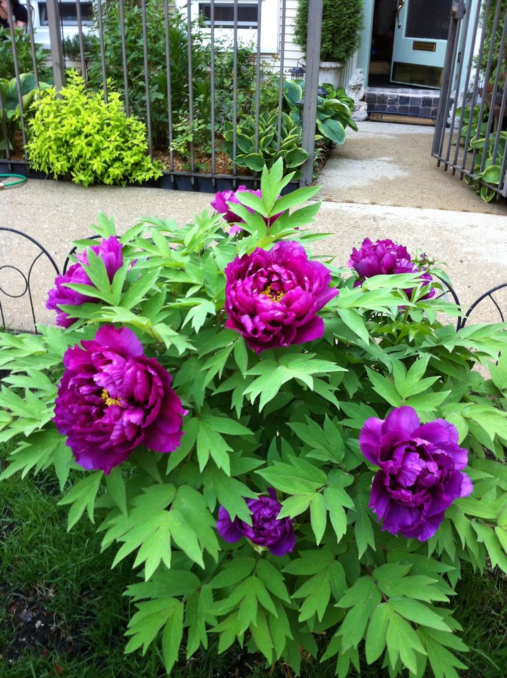 purple flowers are blooming in the garden next to an iron fence and gated area