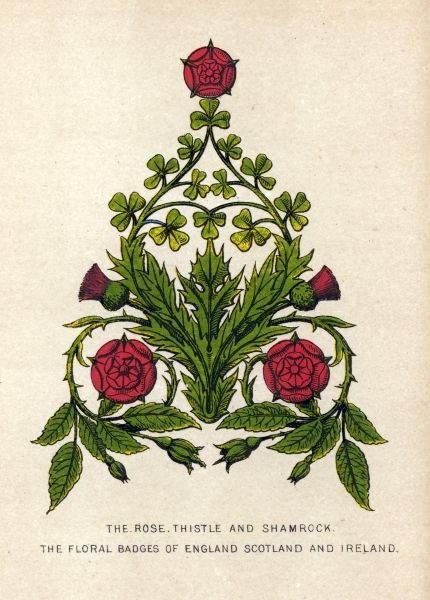 the rose, thistle and shamrock book is shown in this antique style illustration with red flowers