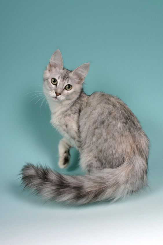 a gray and white cat sitting on top of a blue background