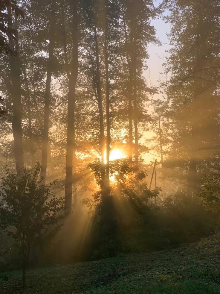 the sun is shining through the foggy trees