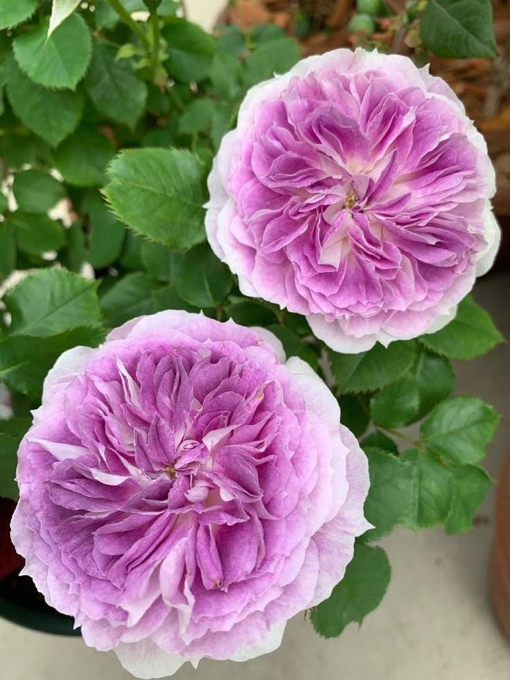 two purple and white flowers in a pot