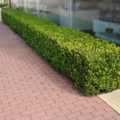 a long hedge next to a building on a brick sidewalk in front of a glass wall