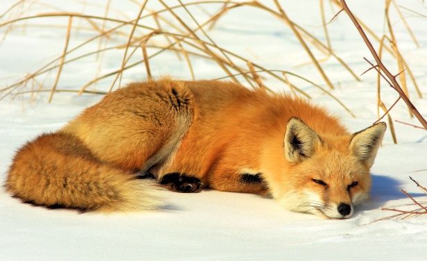 a red fox is sleeping in the snow