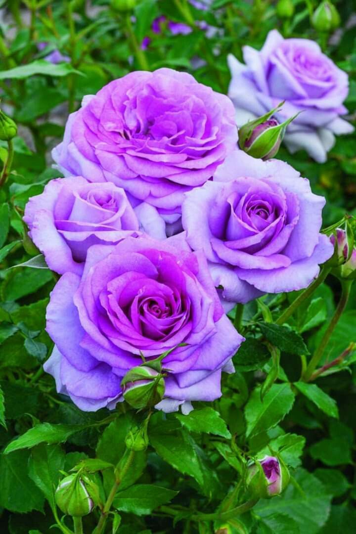 purple roses are blooming in the garden