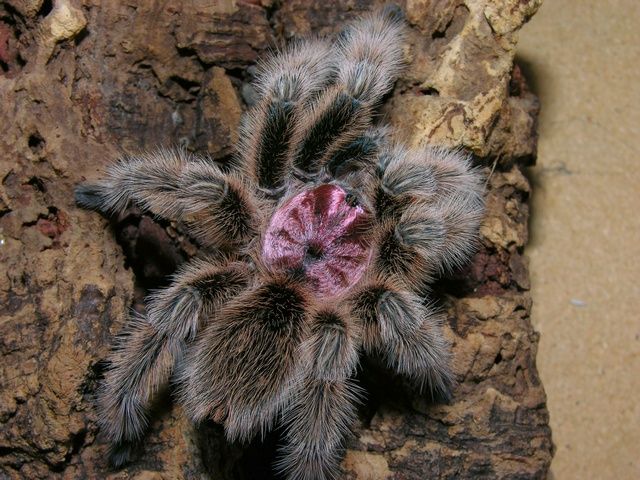 a close up of a spider on a rock