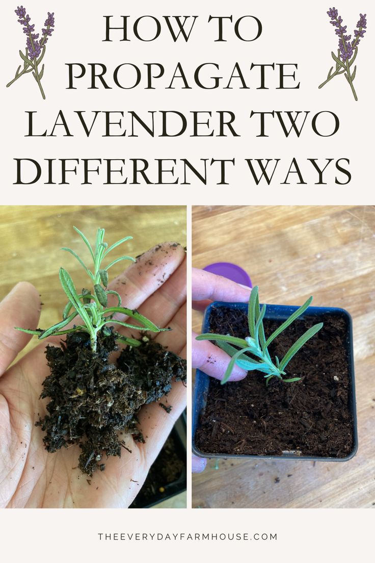 how to propagate lavender two different ways