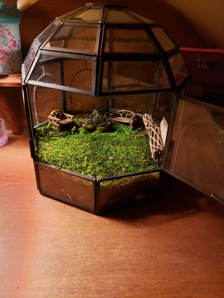 a terrarium filled with green moss on top of a wooden table