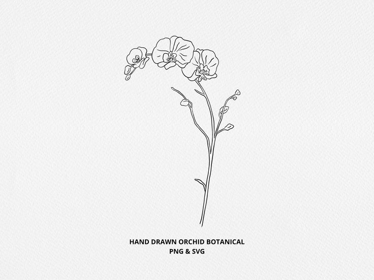 a line drawing of flowers on a white background with the words hand drawn orchid botanical png & svg