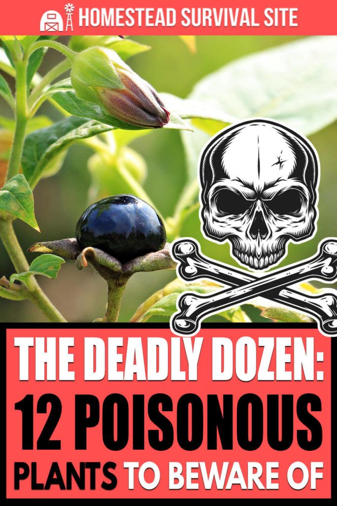 the deadly dozen 12 poisonous plants to beware of