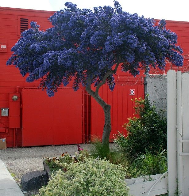 a blue tree in front of a red building with white fence and bushes around it