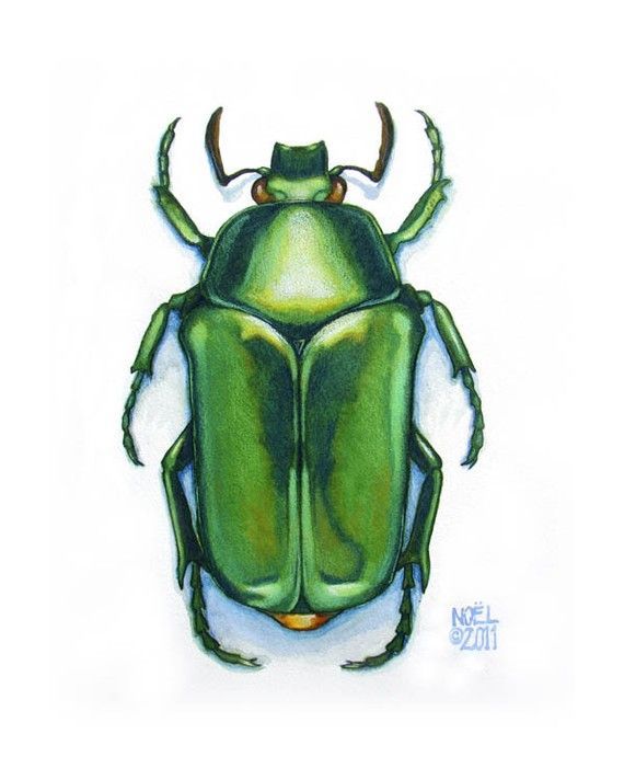 a drawing of a green beetle on a white background