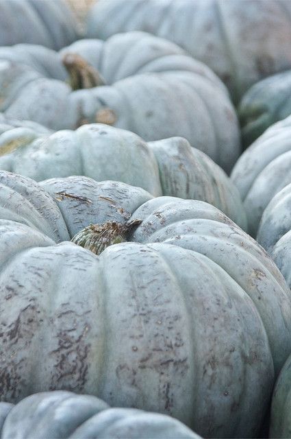 a large group of pumpkins sitting on top of each other