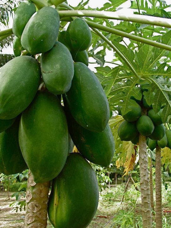 some green fruit hanging from a tree in the jungle