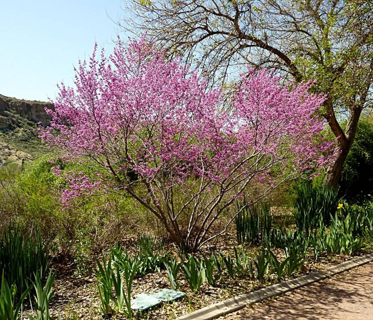 a tree with purple flowers in the middle of a dirt road next to grass and trees