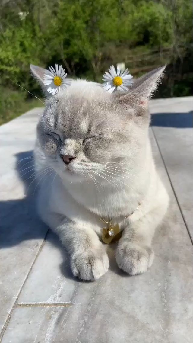 a gray and white cat with two daisies on its head