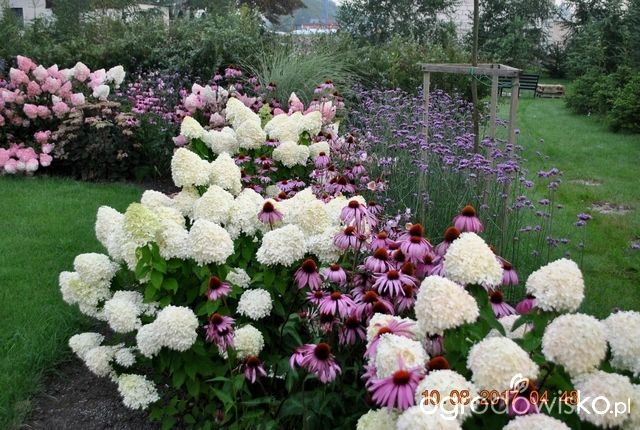 some white and purple flowers in a garden