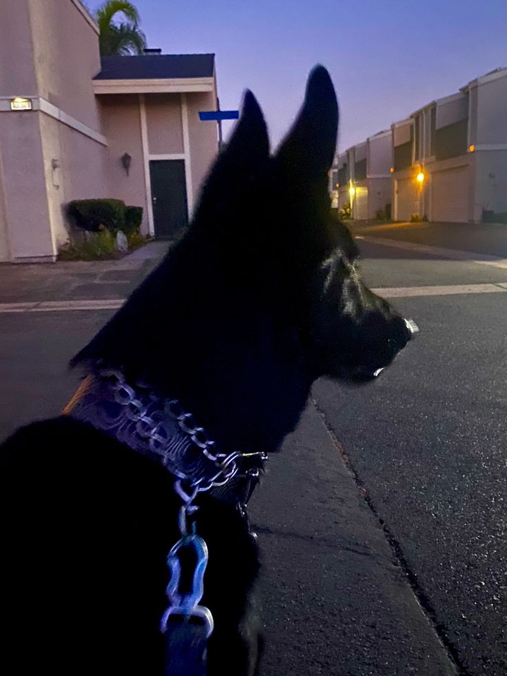 Black city dog Dog At Night Aesthetic, Dark Dog Aesthetic, Dog Black Aesthetic, Black Dogs Aesthetic, Dark Dogs Aesthetic, German Shep, Black Dogs, Black German Shepherd Scary, Yellow Eyes