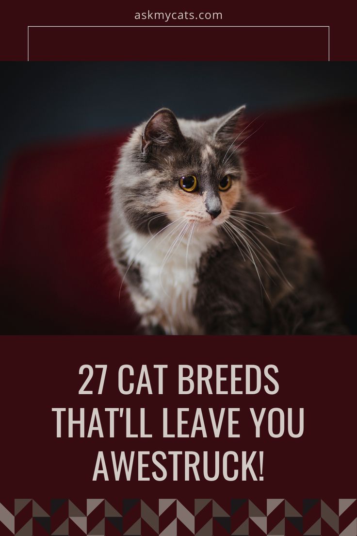 a cat sitting on top of a red couch with the words 27 cat breeds that'll leave you awestruck