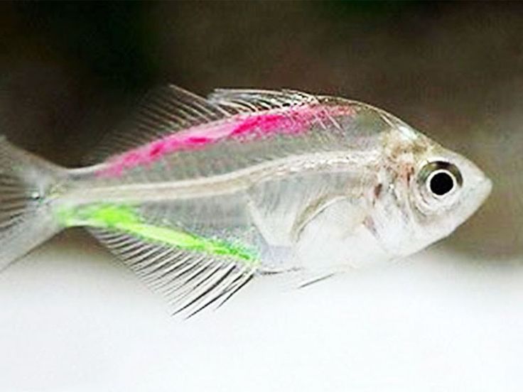 a close up of a small fish on a white surface with water in the background