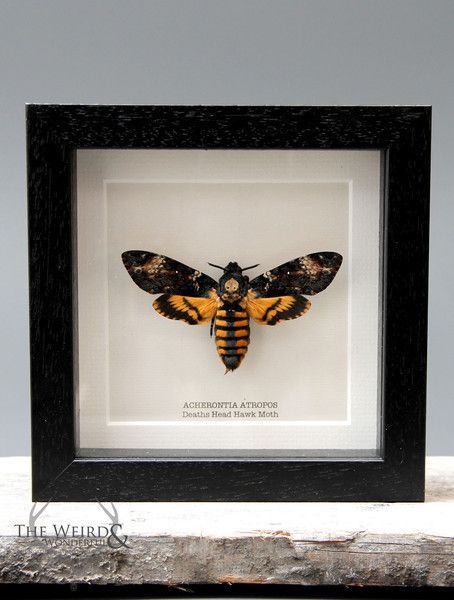 a yellow and black moth in a frame on a wooden table next to a wall