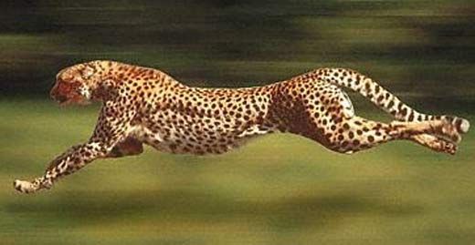 a cheetah running in the air with it's front legs spread out