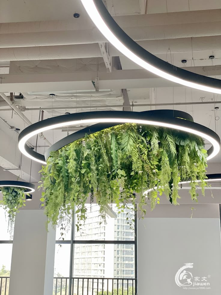 plants hanging from the ceiling in an office