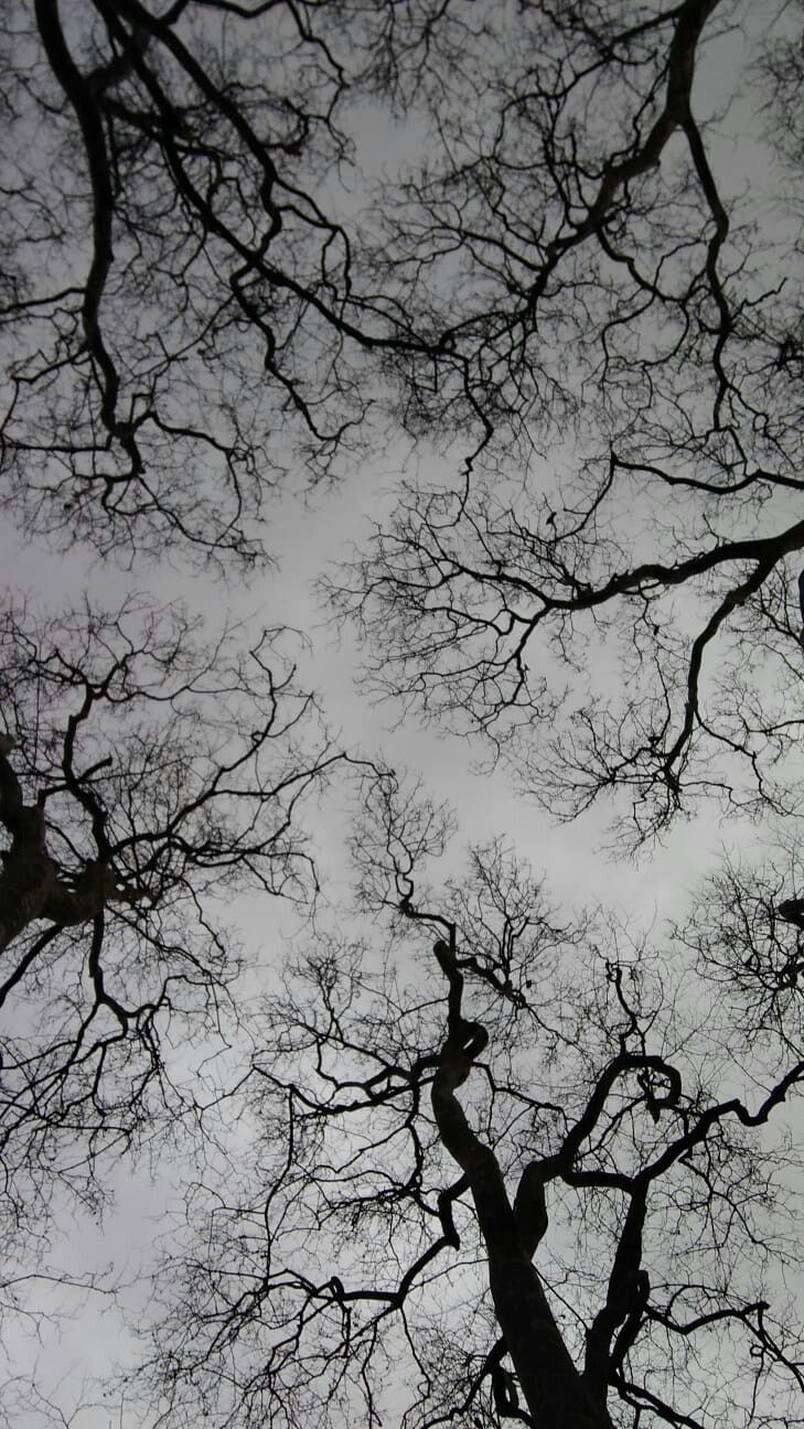 looking up at the tops of trees with no leaves on them, against a cloudy sky