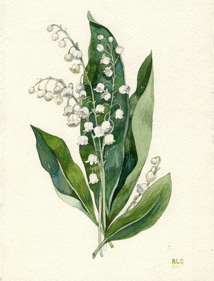 a watercolor painting of white flowers and green leaves