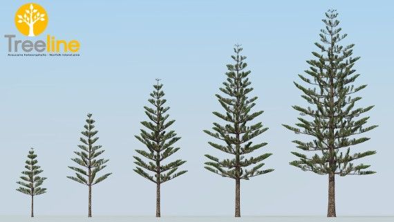 four different types of pine trees in the same row, with blue sky behind them