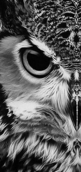 black and white photograph of an owl's face