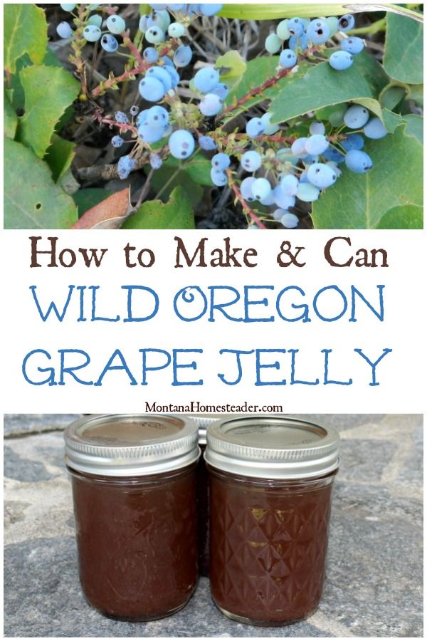 how to make and can wild oregon grape jelly in mason jars with text overlay that reads, how to make and can wild oregon grape jelly