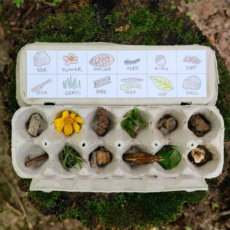 an egg carton filled with plants and rocks