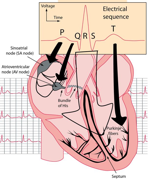 an image of the heart with ect and electrocardiogramia on it