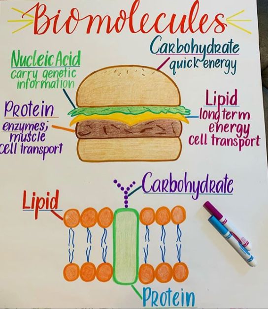 a poster showing the structure of a sandwich